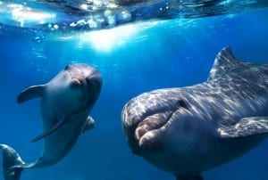 eveil-spirituel-dauphins